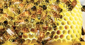 The black sheep beekeeper