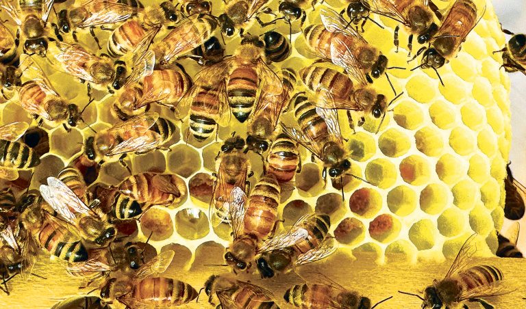 The black sheep beekeeper