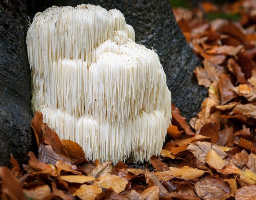Fungus amongus
