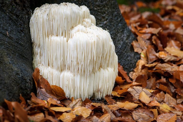 Fungus amongus
