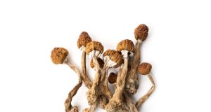 The magic of mushrooms