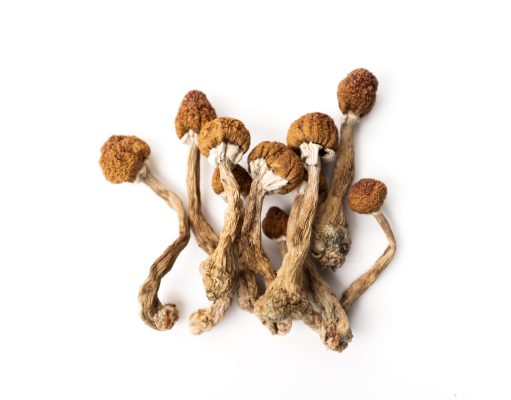 The magic of mushrooms
