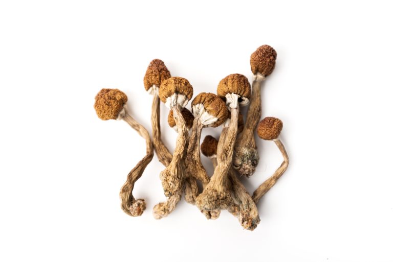 The magic of mushrooms