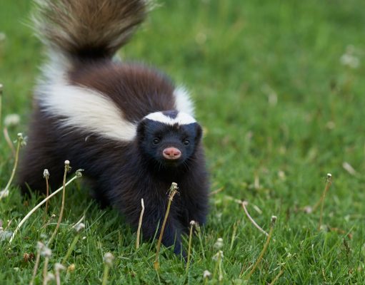 When a skunk goes after your garden