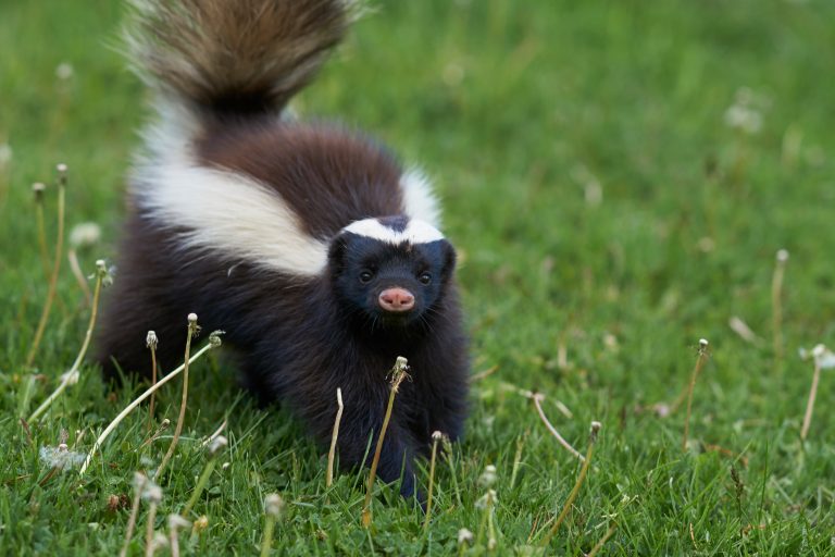 When a skunk goes after your garden